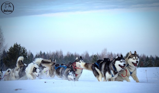 Катание на хаски в Екатеринбурге. Ultra Подарки. Катание на хаски в Екатеринбурге. Попробуйте Катание на хаски. Сервис: UltraPodarki.ru 8 800 505 95 30. Катание на хаски Екатеринбург, Катание на хаски в Екатеринбурге, хаски, животные в Екатеринбурге, 