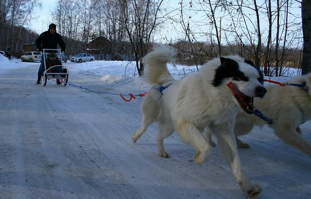 Катание на хаски в Екатеринбурге. Ultra Подарки. Катание на хаски в Екатеринбурге. Попробуйте Катание на хаски. Сервис: UltraPodarki.ru 8 800 505 95 30. Катание на хаски Екатеринбург, Катание на хаски в Екатеринбурге, хаски, животные в Екатеринбурге, 