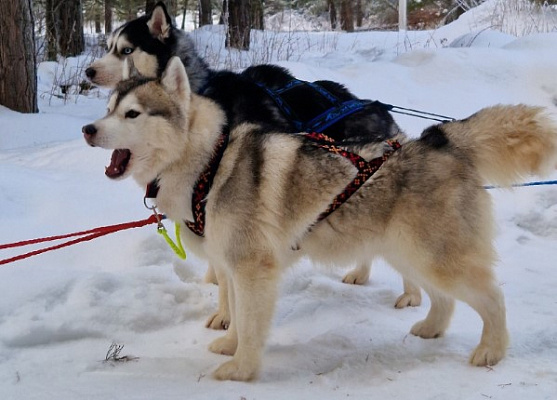 Катание на хаски в Екатеринбурге. Ultra Подарки. Катание на хаски в Екатеринбурге. Попробуйте Катание на хаски. Сервис: UltraPodarki.ru 8 800 505 95 30. Катание на хаски Екатеринбург, Катание на хаски в Екатеринбурге, хаски, животные в Екатеринбурге, 