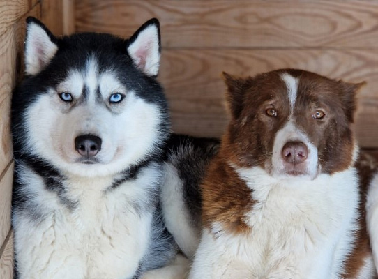 Катание на хаски в Екатеринбурге. Ultra Подарки. Катание на хаски в Екатеринбурге. Попробуйте Катание на хаски. Сервис: UltraPodarki.ru 8 800 505 95 30. Катание на хаски Екатеринбург, Катание на хаски в Екатеринбурге, хаски, животные в Екатеринбурге, 