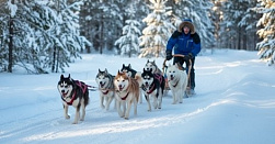 Катание на хаски