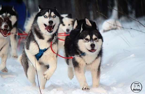 Катание на хаски в Екатеринбурге. Ultra Подарки. Катание на хаски в Екатеринбурге. Попробуйте Катание на хаски. Сервис: UltraPodarki.ru 8 800 505 95 30. Катание на хаски Екатеринбург, Катание на хаски в Екатеринбурге, хаски, животные в Екатеринбурге, 