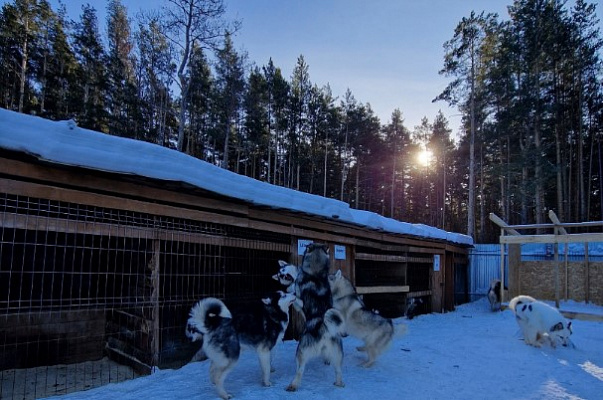 Катание на хаски в Екатеринбурге. Ultra Подарки. Катание на хаски в Екатеринбурге. Попробуйте Катание на хаски. Сервис: UltraPodarki.ru 8 800 505 95 30. Катание на хаски Екатеринбург, Катание на хаски в Екатеринбурге, хаски, животные в Екатеринбурге, 
