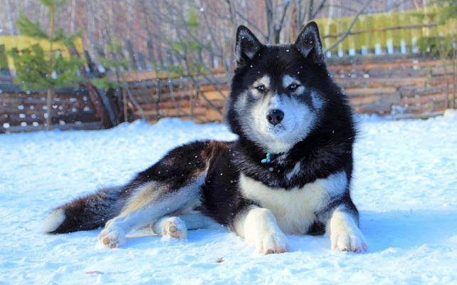 Катание на хаски в Екатеринбурге. Ultra Подарки. Катание на хаски в Екатеринбурге. Попробуйте Катание на хаски. Сервис: UltraPodarki.ru 8 800 505 95 30. Катание на хаски Екатеринбург, Катание на хаски в Екатеринбурге, хаски, животные в Екатеринбурге, 