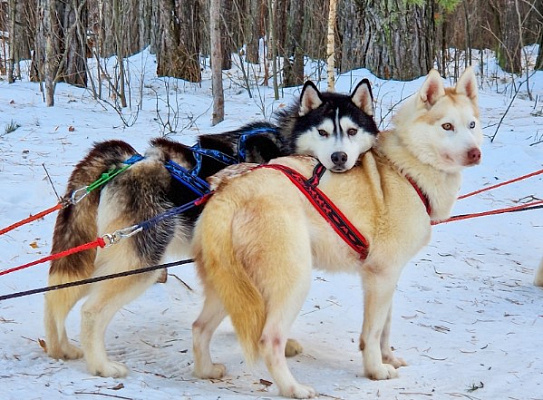 Катание на хаски в Екатеринбурге. Ultra Подарки. Катание на хаски в Екатеринбурге. Попробуйте Катание на хаски. Сервис: UltraPodarki.ru 8 800 505 95 30. Катание на хаски Екатеринбург, Катание на хаски в Екатеринбурге, хаски, животные в Екатеринбурге, 